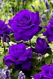 Thick Violet Rose Seeds Perfect for Planting