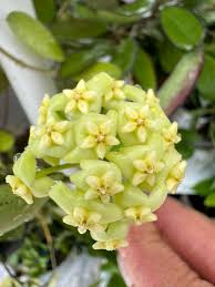 Green Carnosa Flower Seeds for Planting Low Maintenance Heirloom & GMO Free Seeds for Home Garden
Sale