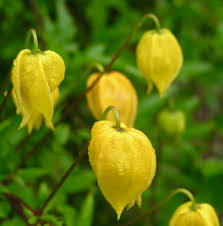 Yellow Tangutica Flower Planting Seeds Collection