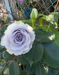 Blue Gray Rose Flower Seeds for Planting Long Bloom Season Heirloom & GMO Free Seeds for Home Garden
Sale