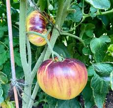 Yellow Black Tomato Seeds for Planting