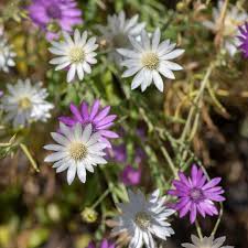 Lavender Xeranthemum Seeds for Planting - Annual Flower Seeds for Vibrant Blooms