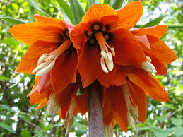 Imperial Crown Flower Seeds - Perfect for Planting