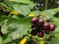 Black Hawthorn Seeds for Planting: Premium Quality Fruit Planting Seeds