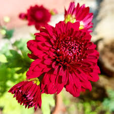 Red China Aster Flower Seeds for Planting Cut Flower Favorite Heirloom & GMO Free Seeds for Home Garden
Sale