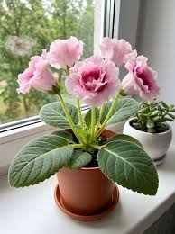 Soft Pink Brazilian Gloxinia Flower Seeds for Planting Sun Loving Heirloom & GMO Free Seeds for Home Garden
Sale