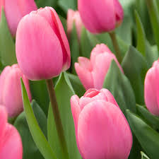Light Pink Tulip Flower Seeds for Planting