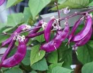 Purple & White Lima Bean Seeds for Planting