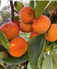Yellow Persimmon Tree Seeds for Planting Grow Your Own Delicious Fruit