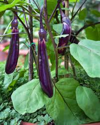 Planting Seeds: Aubergine Vegetable Collection