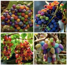 Mixed Grape Fruit Planting Seeds - Diverse & Delicious Grapes for Your Garden