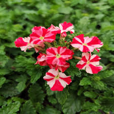 Stripe Verbena Flower seeds for Planting - Wildflower Mix, Heirloom & GMO Free Seeds for Home Garden