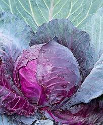 Red Acre Cabbage Seeds for Planting Grow Heirloom Purple Cabbage