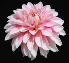 Pale Pink Two Color Dahlia Flower Seeds for Planting Perfect for Borders Heirloom & GMO Free Seeds for Home Garden Sale