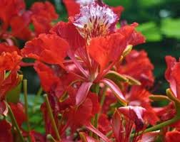 Red Bonsai Flower Seeds for Planting