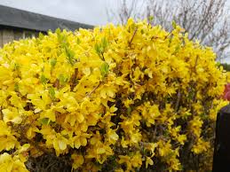 Forsythia Yellow Flower Seeds for Planting - Vibrant Spring Blooms - Evergrowseeds
