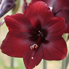 Deep Red Amaryllis Flower Seed for Plantings for Planting Premium Quality Heirloom & GMO Free Seed for Plantings for Pla
