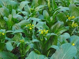 Yu Choy Vegetable Planting Seeds
