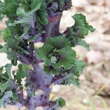 Purple Kalettes Vegetable Seeds for Planting