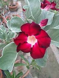 Red Adenium Obesum Flower Planting Seeds - Vibrant Desert Rose Seeds for Your Garden