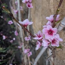 Peach Clematis Flower Seeds blooming in flower beds, containers, borders, and pollinator-friendly gardens