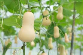 Orange Honeynut Vegetable Seeds for Planting