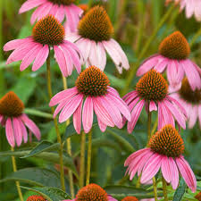 Echinacea Planting Seeds - Grow Beautiful Coneflower Blooms - Evergrowseeds