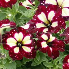 White & Maroon Petunia Flower seeds for Planting - Easy to Grow, Heirloom & GMO Free Seeds for Home Garden