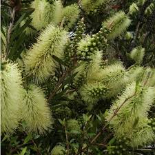 Green Callistemon Flower seeds blooming in flower beds, containers, borders, and pollinator-friendly gardens