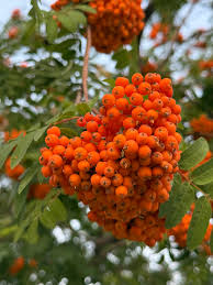 Orange Sorbus Alnifolia Seeds for Fruit Planting - Brighten Your Garden!