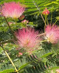 Cream Albizia Flower Seeds for Planting Hardy Variety Heirloom & GMO Free Seeds for Home Garden
Sale