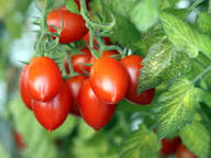Grape Tomato Seeds - Delicious Vegetable Seeds for Your Garden