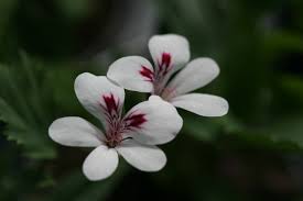 White Brown Pelargonium Flower Seeds for Planting – Heirloom NonGMO Organic Garden Seeds – Border Blooms High Germination
Sale