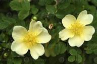 Yellow Xanthina Flower Seeds Planting Guide