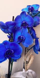 Blue Phalaenopsis Flower Seeds for Planting