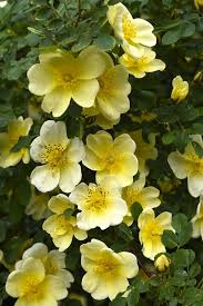 Yellow Xanthina Flower Seeds Planting Guide
