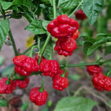 Hurt Berry Pepper Seeds for Planting