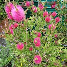 Pink Brush Callistemon Flower seeds for Planting - Pollinator Friendly, Heirloom & GMO Free Seeds for Home Garden