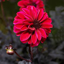 Ruby Pink Dahlia Flower Seeds for Planting Wildflower Mix Heirloom & GMO Free Seeds for Home Garden
Sale