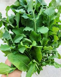 Rocket Plant Vegetable Seeds for Gardening & Planting