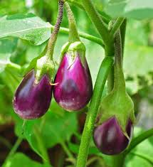 Eggplant Vegetable Seeds for Successful Planting