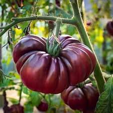 Maroon Tomato Planting Seeds for Home Gardens