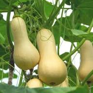Orange Honeynut Seeds for Planting