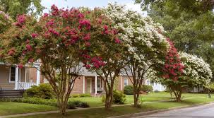 Mixed Crape Myrtle Seeds for Planting