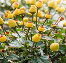 Yellow Red Spilanthes Acmella Plant For Vibrant Garden Growth - Seed Stunning Blooms Flower Seeds