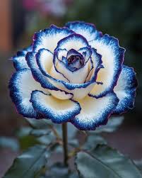 Purple Black Supreme Rose Flower seeds for Planting - Compact Growth, Heirloom & GMO Free Seeds for Home Garden