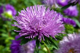 Light Violet Aster Callistephus Flower Seeds for Planting Drought Tolerant Heirloom & GMO Free Seeds for Home Garden Sal