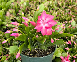 Purple Schlumbergera Flower seeds for Planting - Low Maintenance, Heirloom & GMO Free Seeds for Home Garden