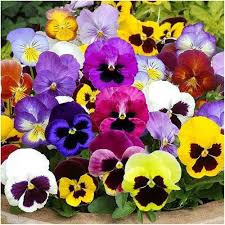 Blue and Yellow Pansy Seeds for Planting Collection