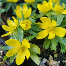Winterling Flower Seeds for Planting Seed for Enchanting Blooms and Seasonal Beauty in Your Garden